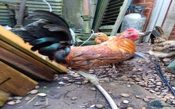 Chickens poultry for sale: 12week old Sicillian buttercup Cockrell  - Image 2