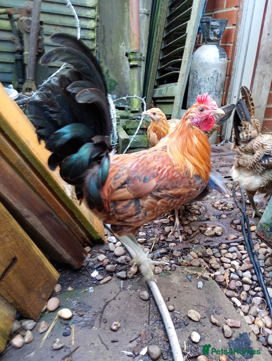Chickens poultry for sale: 12week old Sicillian buttercup Cockrell  - Image 2