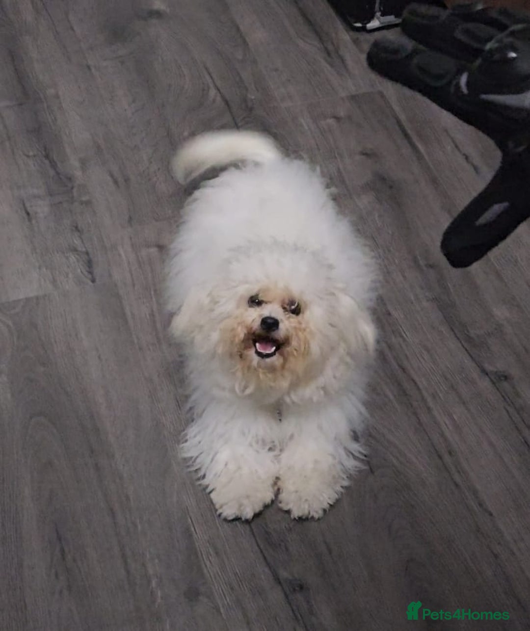 Bolognese dogs for sale: TILLY OUR BICHON BOLOGNESE - Advert 1