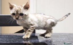 Bengal cats for sale: CUTE SNOW LYNX (BLUE-EYED) MALE BENGAL KITTEN - Image 2