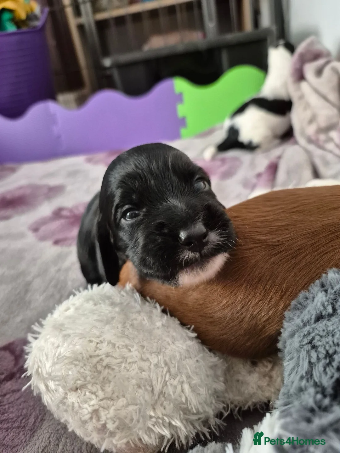Sprocker dogs for sale: Sprocker Spaniel Puppies - Advert 2
