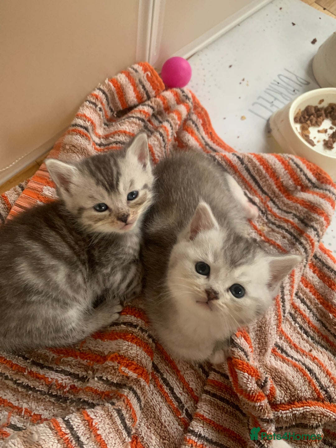 Mixed Breed cats for sale: 12 kittens 3 litters ready to reserve in St Albans - Image 7