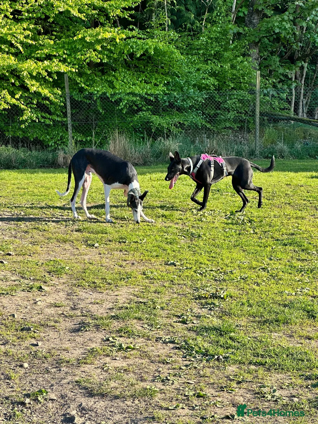 Lurcher dogs for adoption: DAPHNE, female lurcher in rescue - Advert 9