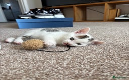Domestic Shorthair cats for sale: 5 kittens available  - Image 9
