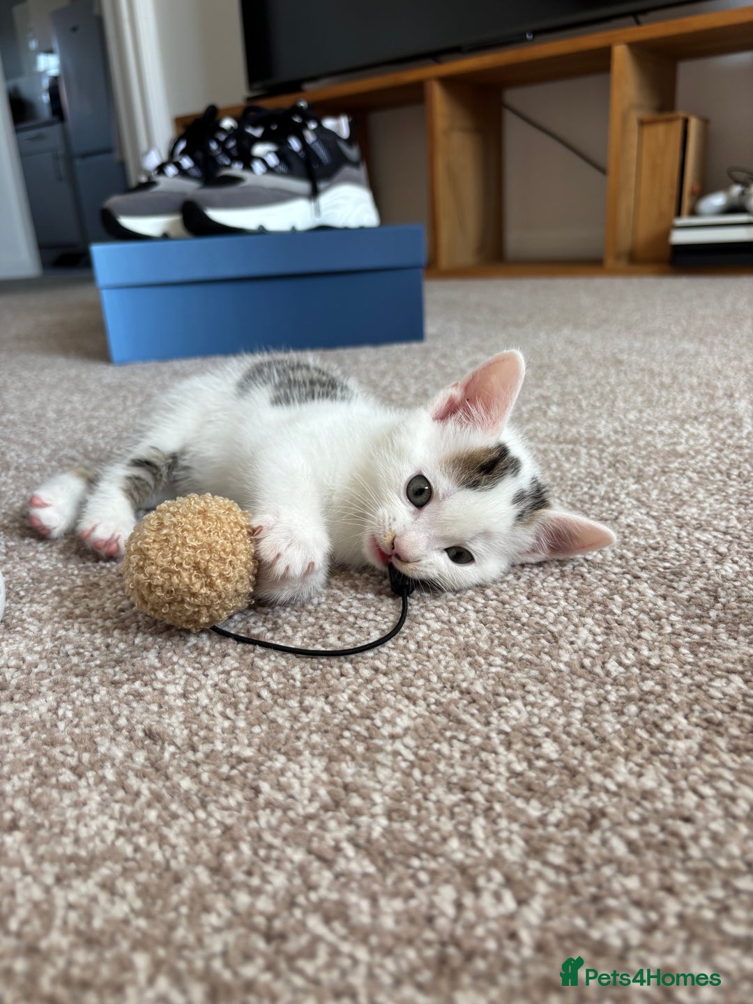 Domestic Shorthair cats for sale: 5 kittens available  - Image 9