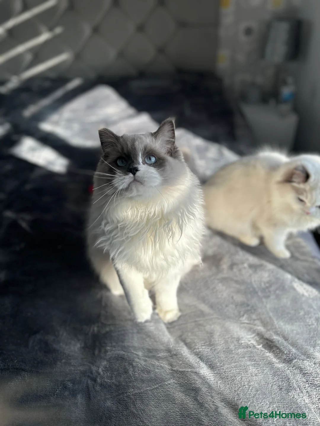 Ragdoll cats for sale: Ragdoll  - Advert 2