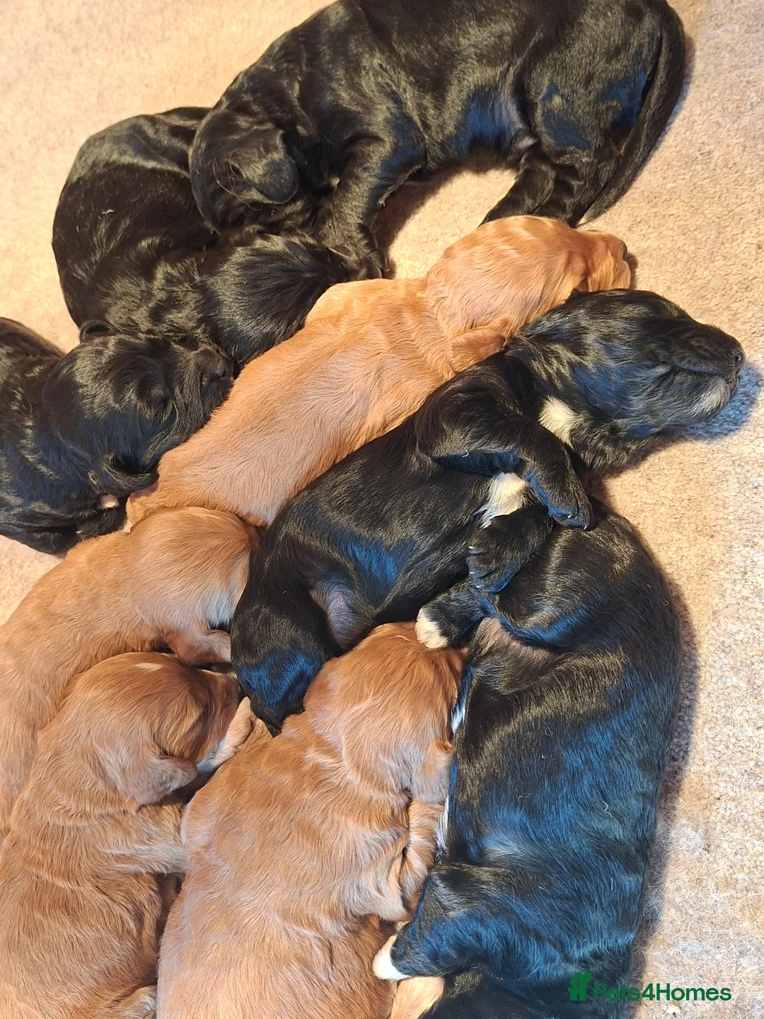 Cockapoo dogs for sale: F1 cockapoo puppies - Advert 11