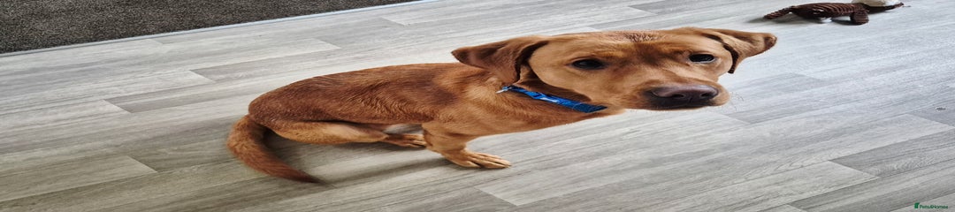 Labrador Retriever Puppy 1