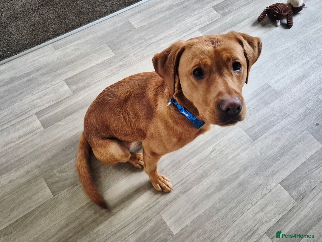 Labrador Retriever dogs for sale: Fox red lab - Image 1