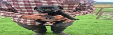 Labrador Retriever 6
