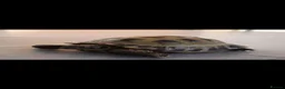 Tortoise reptiles for sale: Male tortoise in Colne - Advert 6