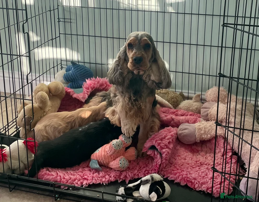 Cocker Spaniel dogs for sale: Stunning Show Cocker Spaniel puppies - Advert 6