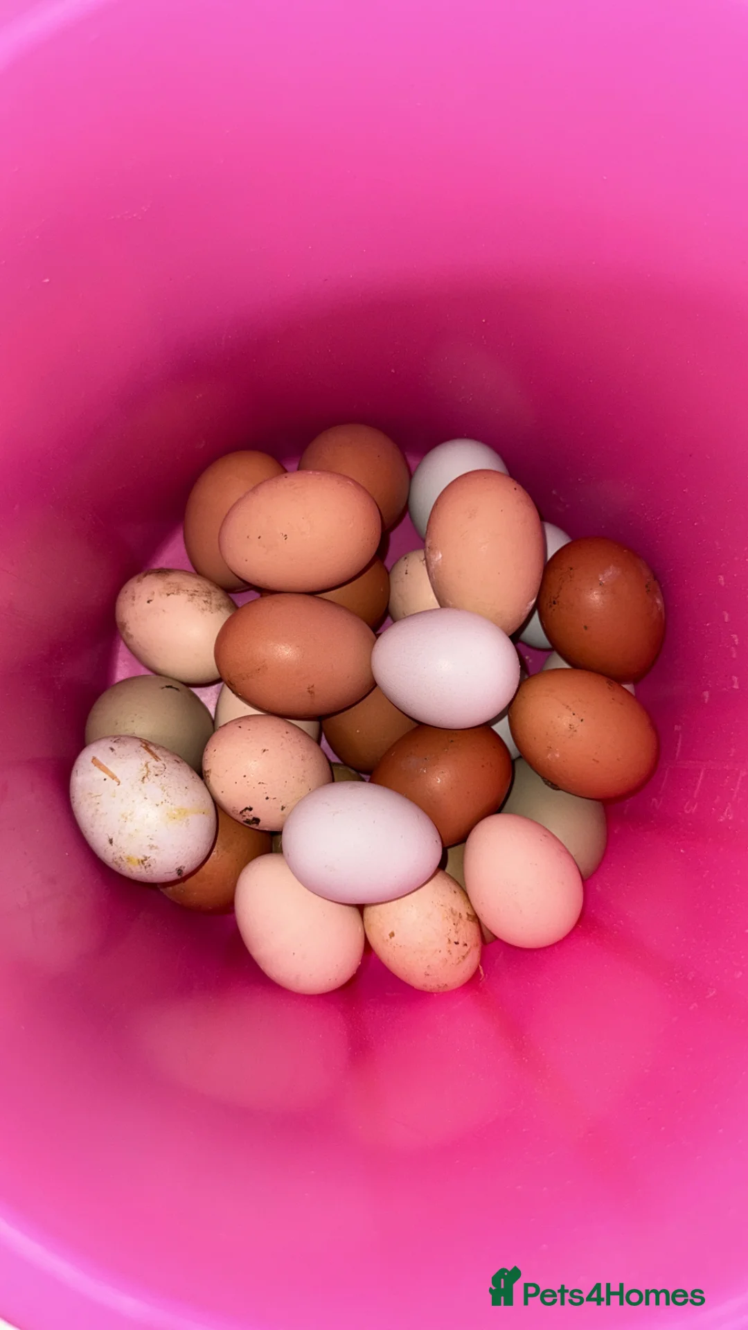 Chickens poultry for sale: Fertile hatching eggs x6 with free postage  in Saint Austell - Advert 7