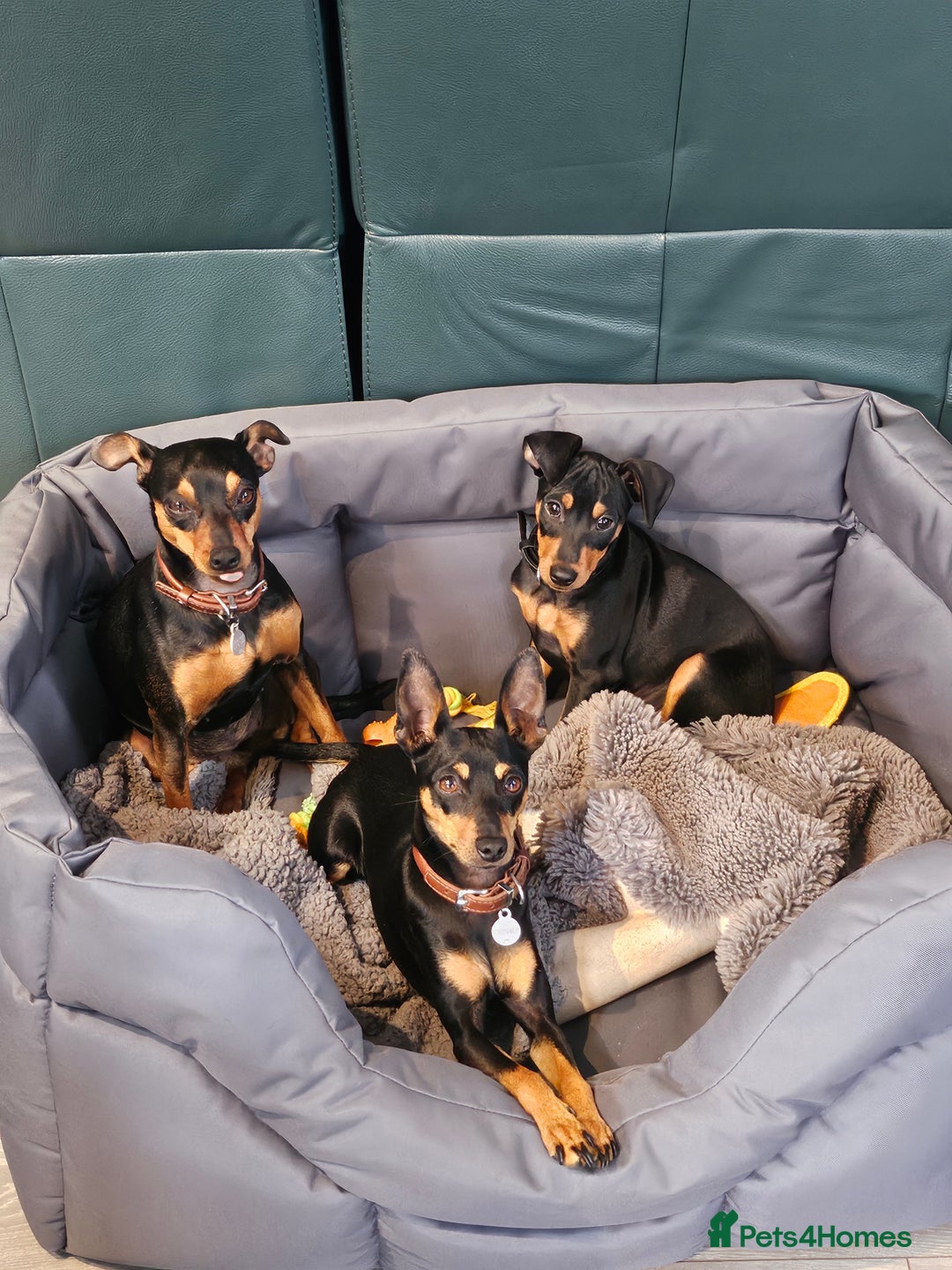 Miniature Pinscher dogs for sale: Miniture pincher male  - Advert 9