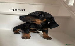 Dachshund dogs for sale: **Last 2 puppies ready to go **  - Image 11
