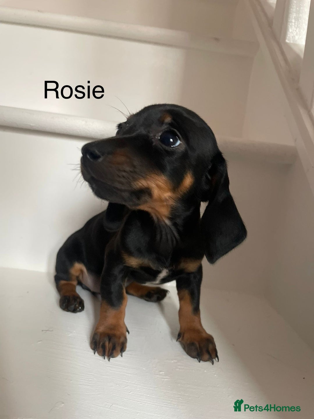 Dachshund dogs for sale: **Last 2 puppies ready to go **  - Image 11