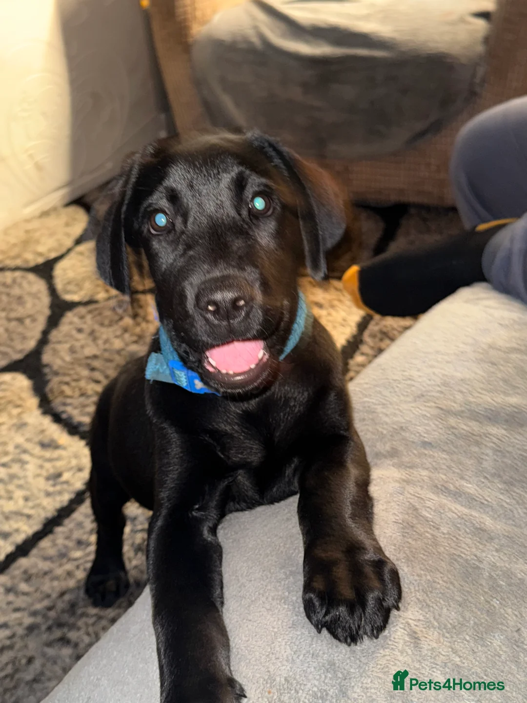 Labrador Retriever dogs for sale: Labrador boy  - Advert 4