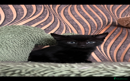 Mixed Breed cats for sale: Mixed breed- Norwegian Forest Cat  - Image 11