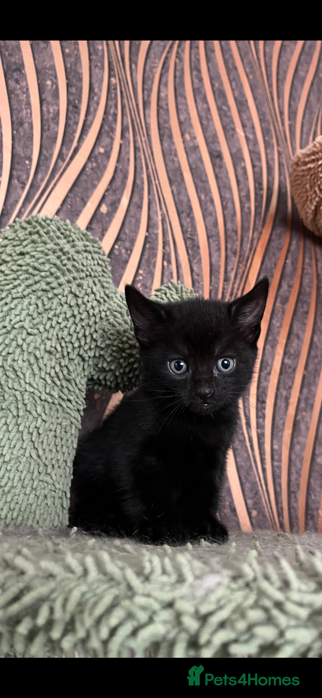 Mixed Breed cats for sale: Mixed breed- Norwegian Forest Cat  - Image 11