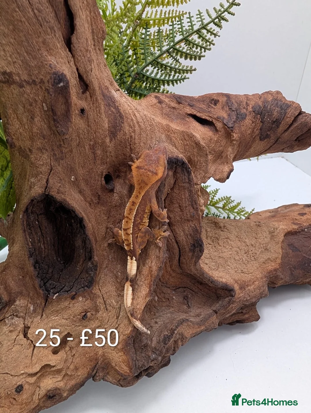 Gecko reptiles for sale: Beautiful Mix of Crested Geckos - Advert 27