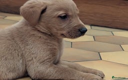 Labrador Retriever dogs for sale: Stunning litter of Labrador retriever pups  - Advert 8