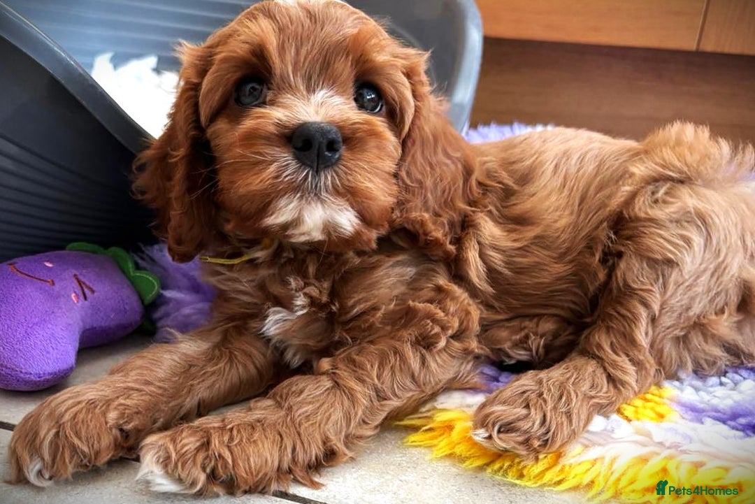 Cavapoo dogs for sale: Rare Miniature F1 Cavapoo Quality Puppies - Image 1