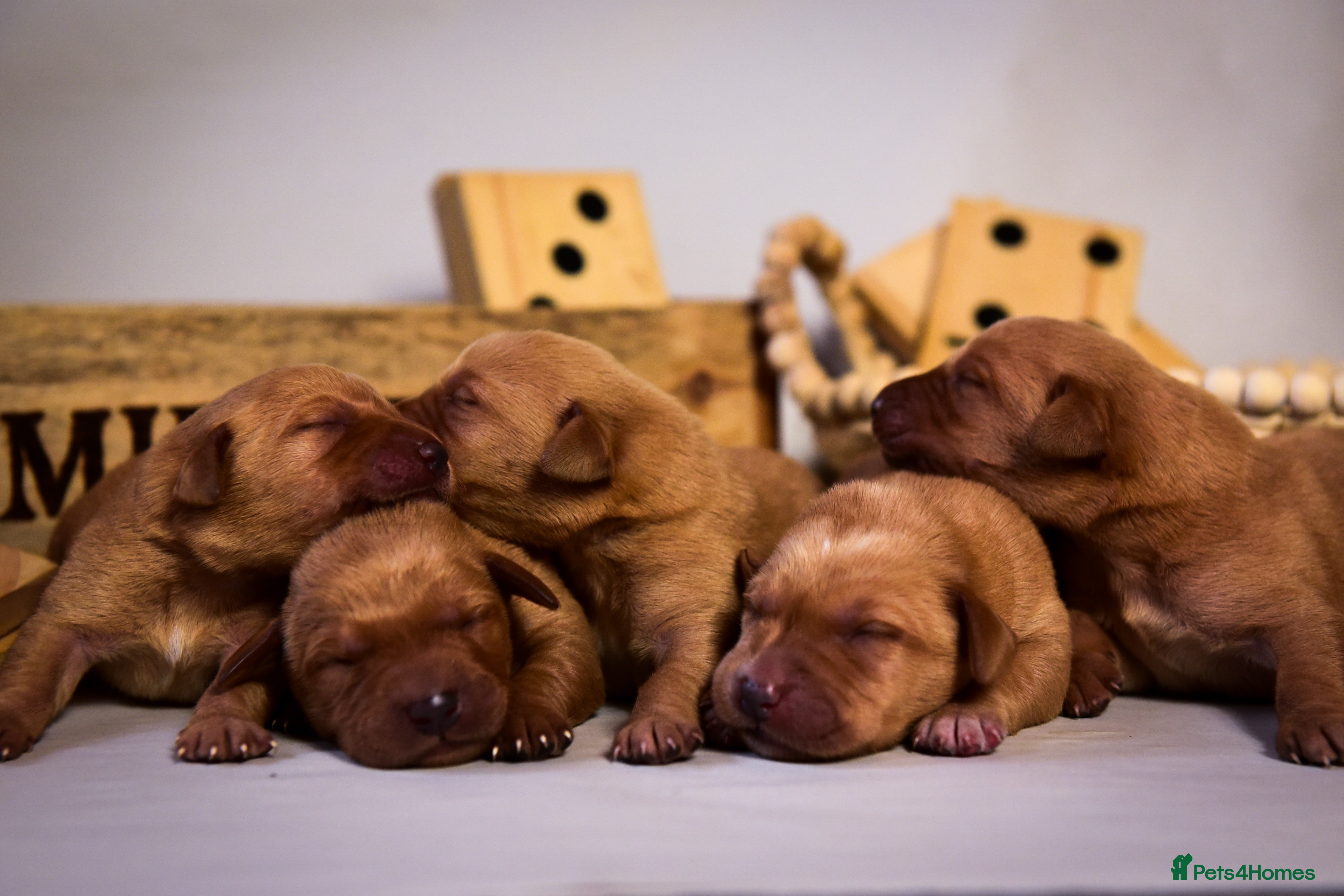 Labrador Retriever dogs Deep Red Quality Labrador Puppies - Advert 1