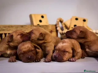 Labrador Retriever dogs Deep Red Quality Labrador Puppies - Advert 1