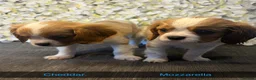 Cavalier King Charles Spaniel dogs for sale: Last one - Ready to go - Beautiful KC Registered  - Advert 5