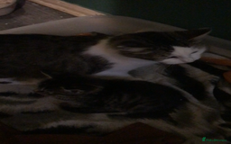 Domestic Shorthair cats for sale: 5 kittens ready to leave  - Image 2