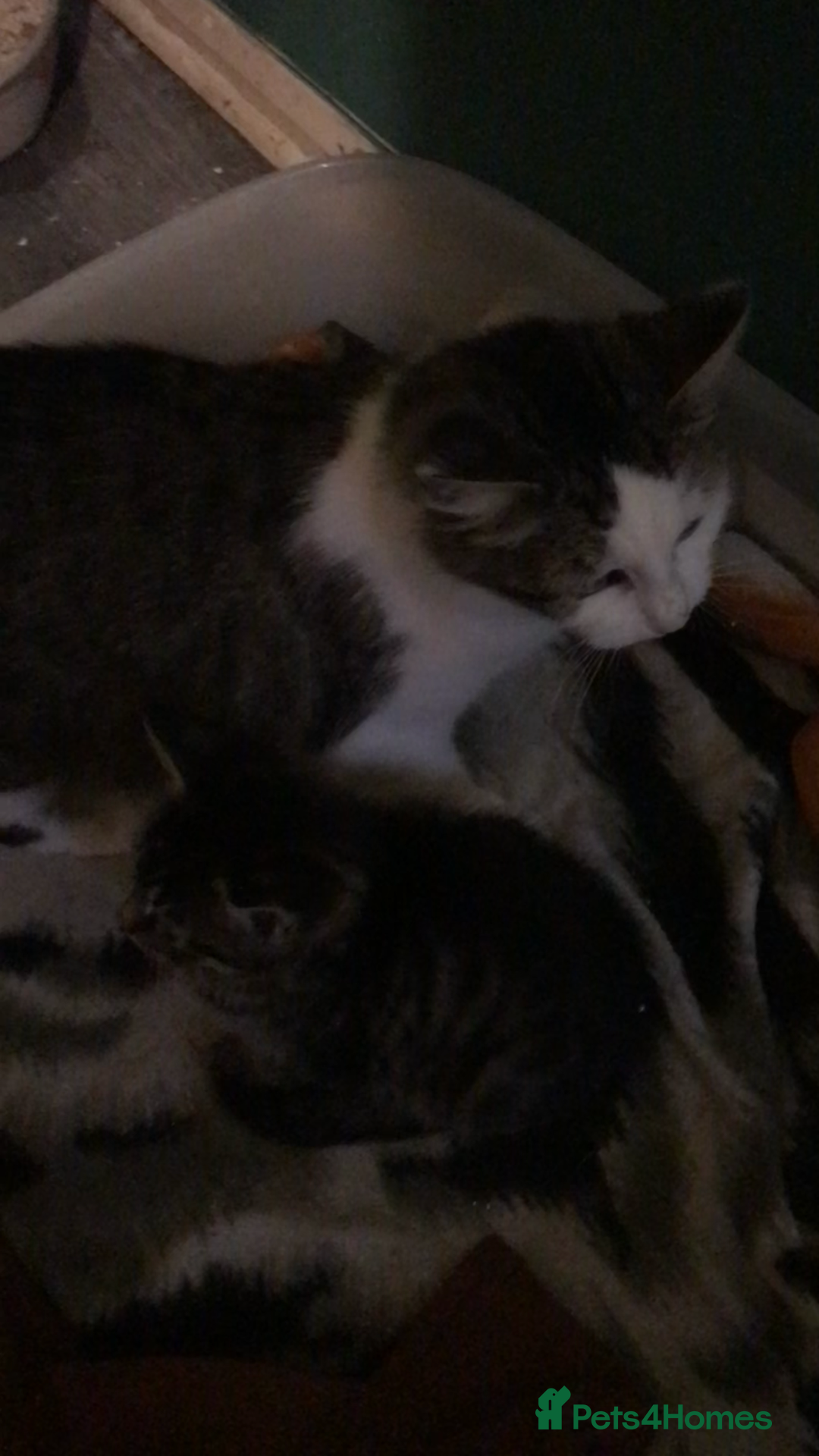 Domestic Shorthair cats for sale: 5 kittens ready to leave  - Image 2