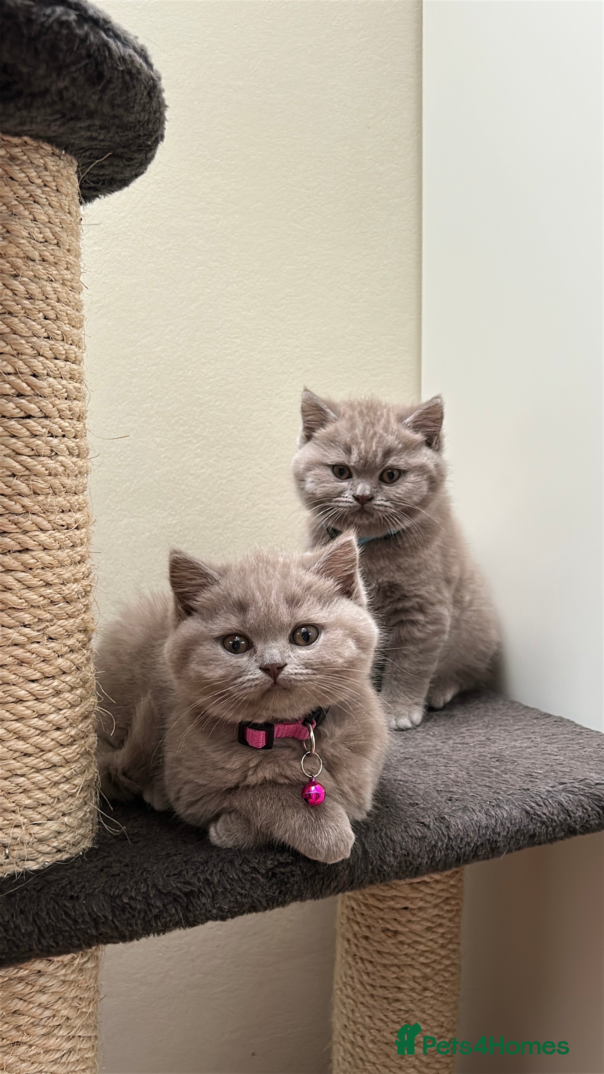 British Shorthair cats 3 lilac BSH - Advert 4