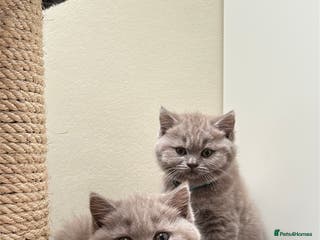 British Shorthair cats 3 lilac BSH - Advert 4