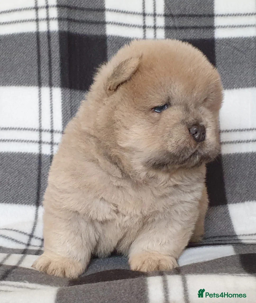 Chow Chow dogs for stud: outstanding chow chow stud in Wednesbury - Advert 17
