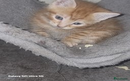 Domestic Shorthair cats for sale: Lovely Kittens, ready to be reserved 😺 - Image 10