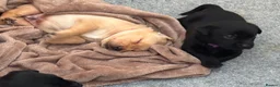 Labrador Retriever dogs for sale: Fantastic kc registered Labrador puppies 🐶  in Lymington - Advert 5