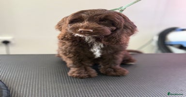 Cockapoo dogs - Advert 13
