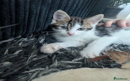 Mixed Breed cats for sale: Kitten male 11 weeks old  - Image 3