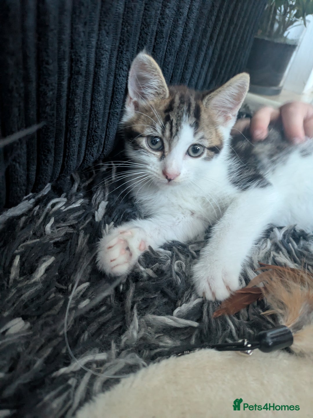 Mixed Breed cats for sale: Kitten male 11 weeks old  - Image 3