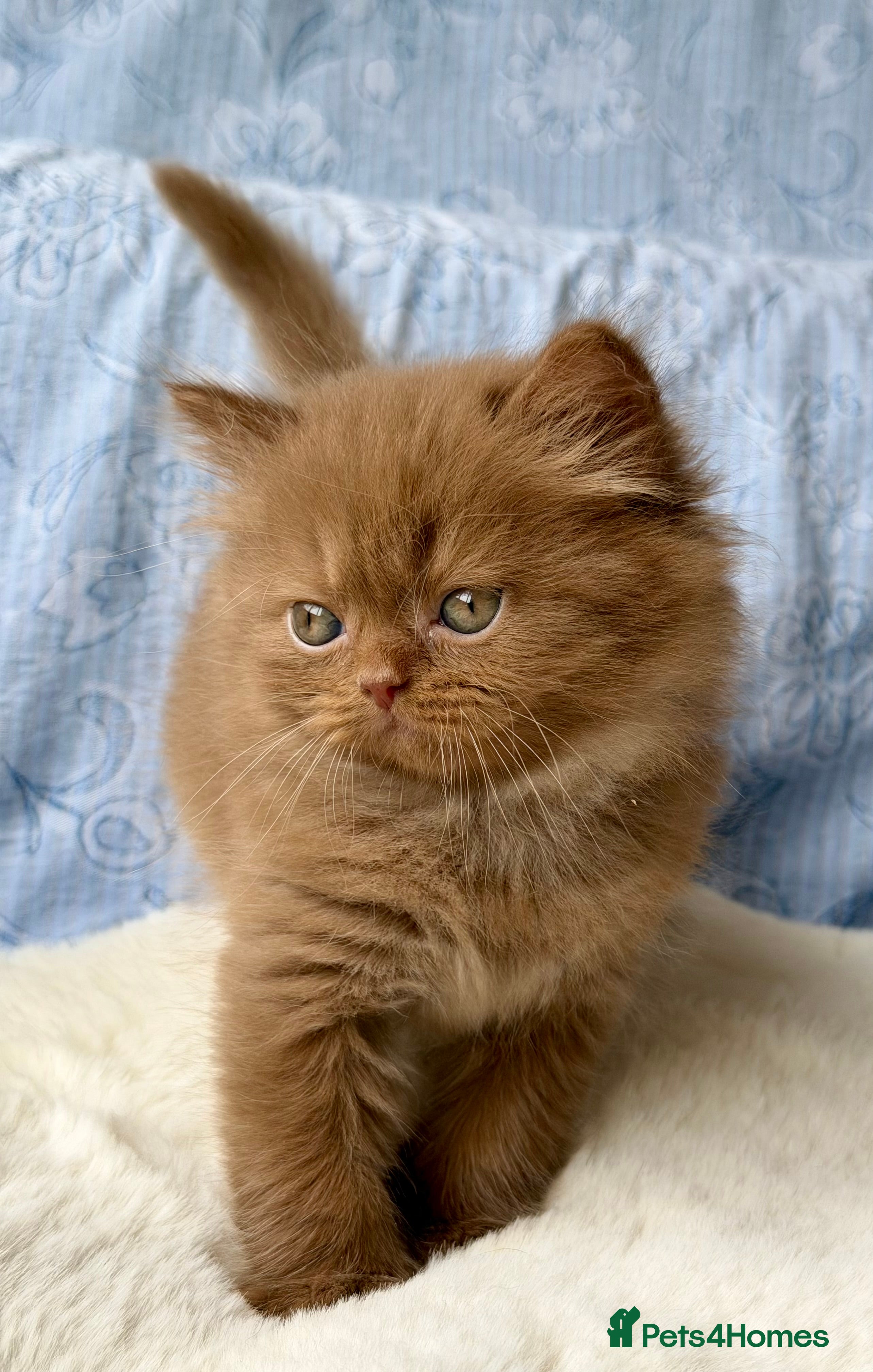 British Longhair cats for sale: Beautiful Cinnamon girls TICA registered  - Advert 11