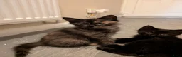Mixed Breed cats for sale: 4 lovely kittens all ready to leave - Advert 3