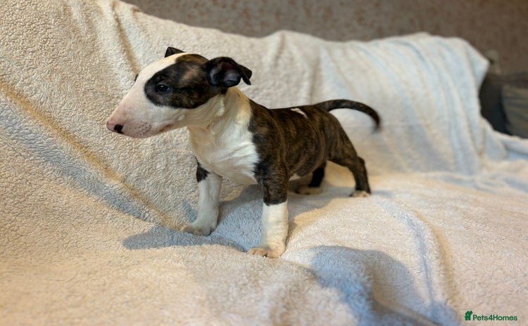 Bull Terrier dogs 💥 ENGLISH BULL TERRIERS   💥 - Advert 1