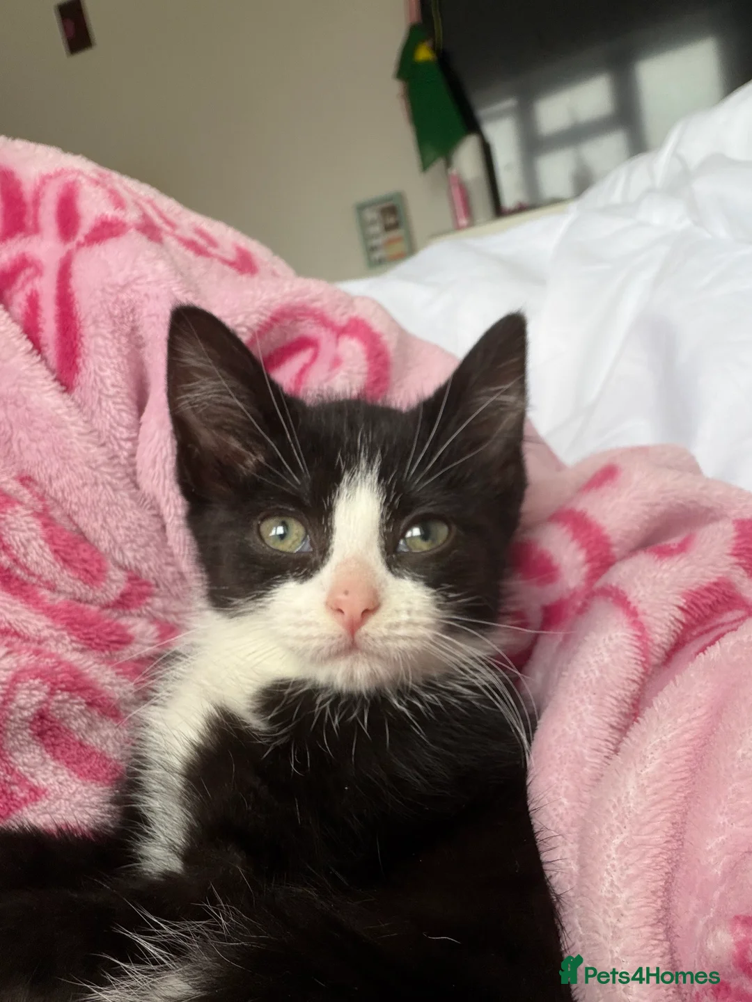 Mixed Breed cats for sale: black & white tuxedo kitten - Advert 6