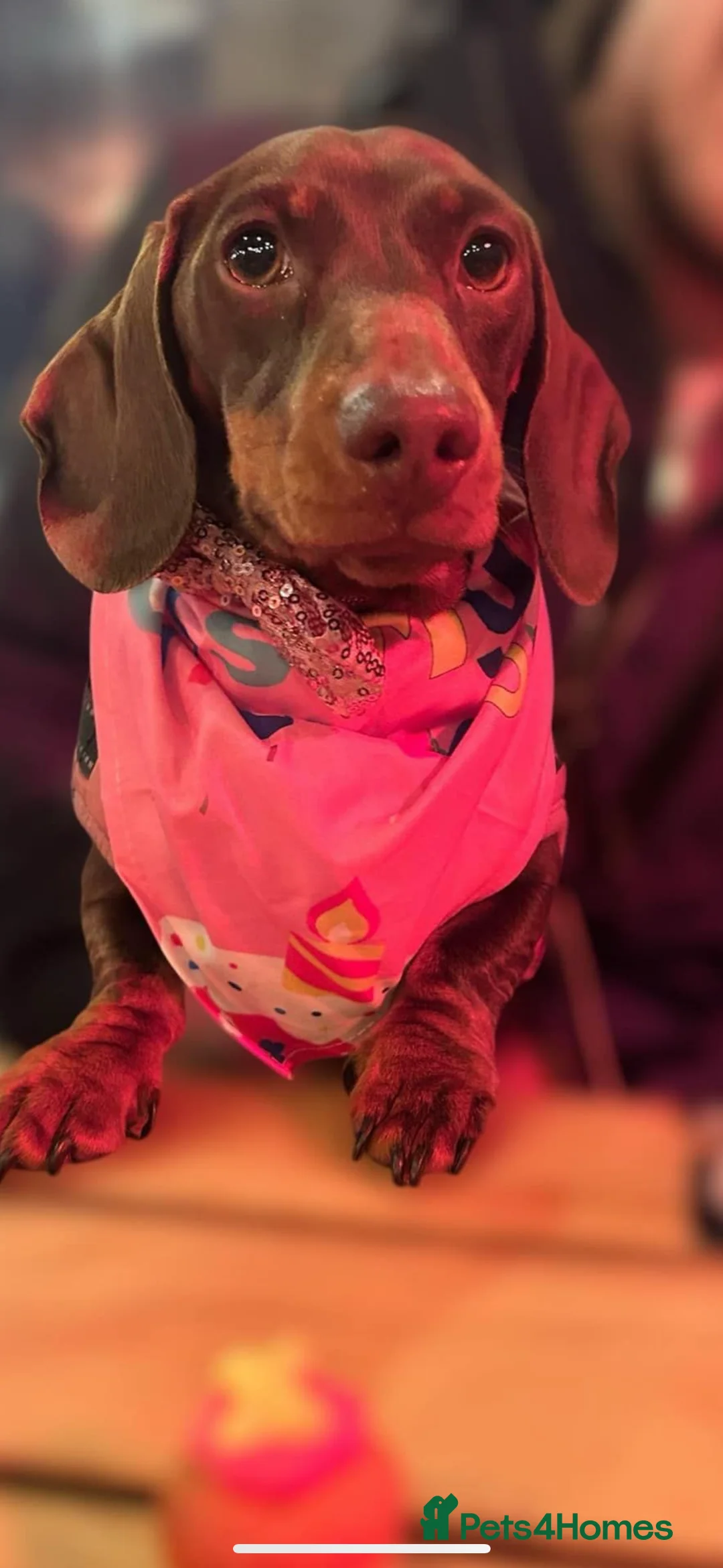 Miniature Dachshund dogs for sale: BEAUTIFUL PRA CLEAR & KC REG MINIS - Advert 20