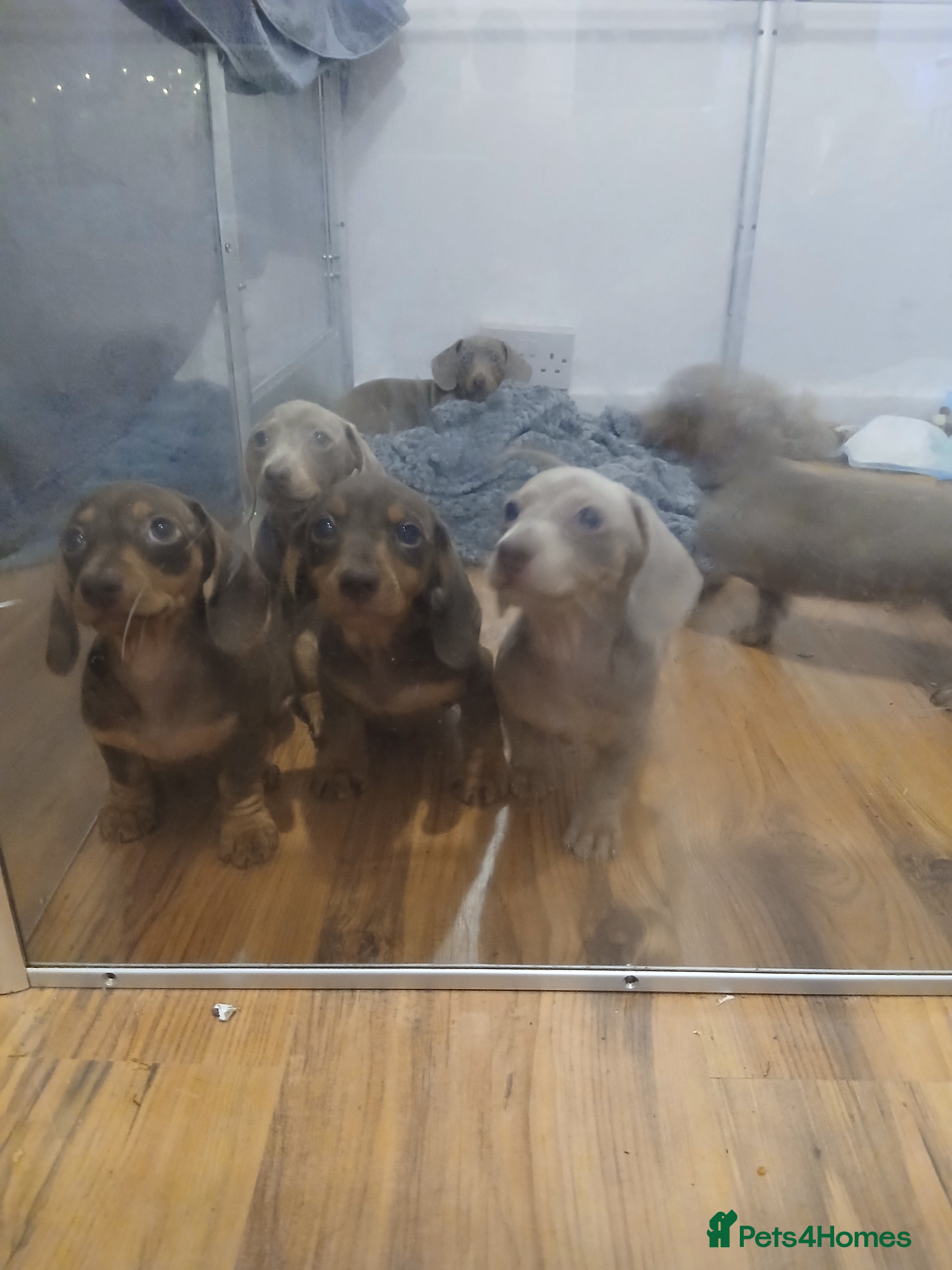 Dachshund dogs Mini Dachshund Puppies - Advert 4