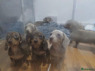 Dachshund dogs Mini Dachshund Puppies - Advert 4