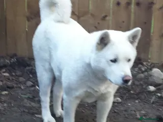 Akita dogs Akita pups - Advert 14