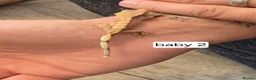 Gecko reptiles for sale: Baby crested geckos - Advert 2