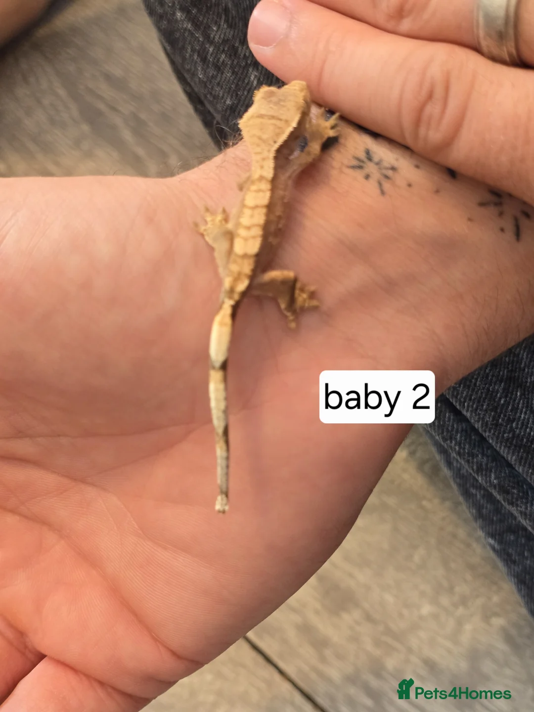 Gecko reptiles for sale: Baby crested geckos - Advert 2