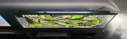 Frog reptiles for sale: Dart frogs and full bio-active set up  - Advert 9
